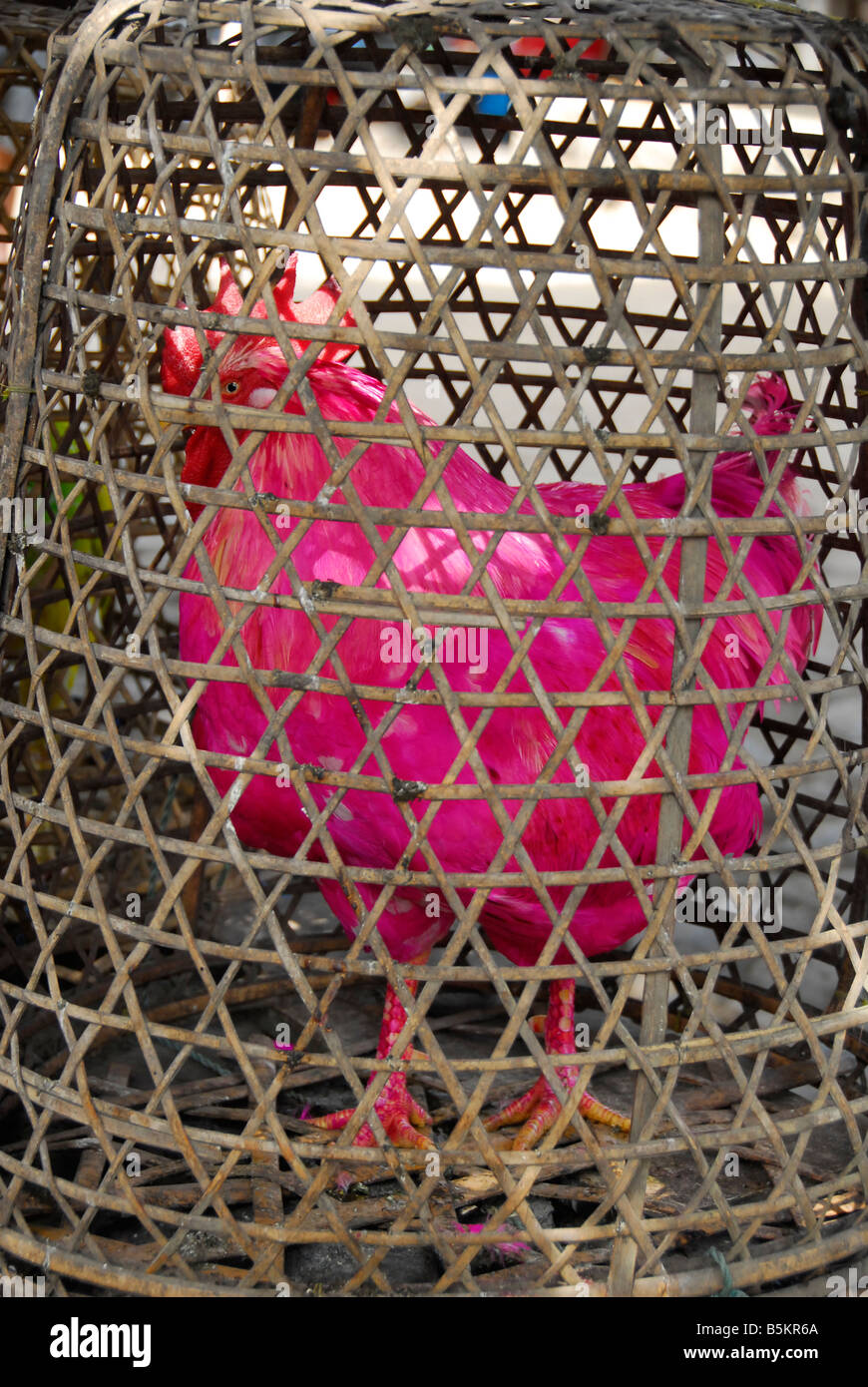 Pink Chicken at Bali Aga Village, tenganan,Bali,Indonesia Stock Photo