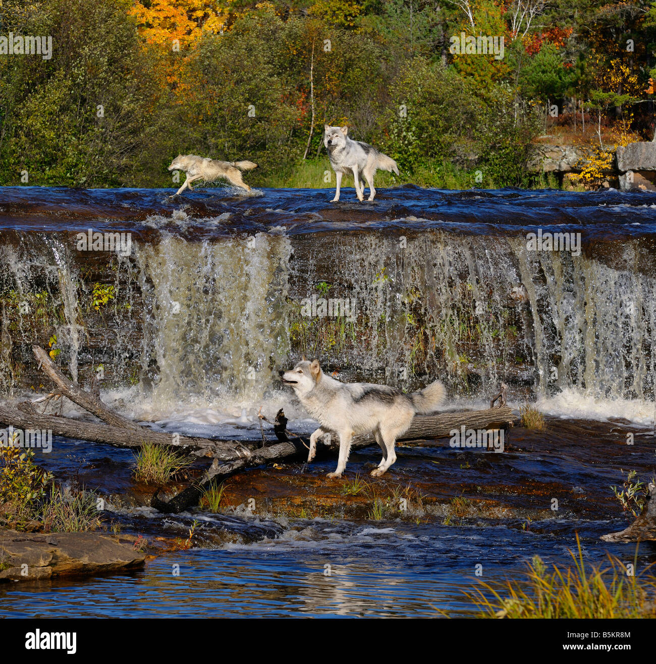 Three Gray Wolves frolicking in the Kettle River around a waterfall in Banning State Park Minnesota Stock Photo
