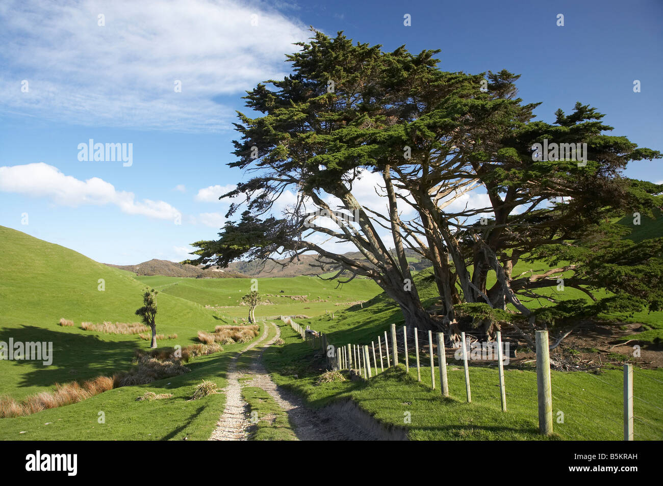 Macrocarpa Tree and Farmland Cape Farewell Nelson Region South Island New Zealand Stock Photo