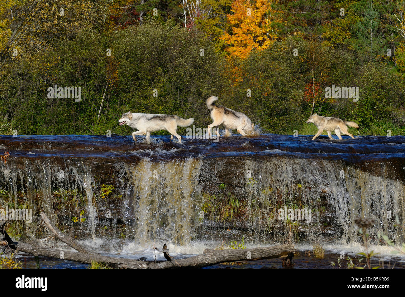 Three Gray Wolves cavorting in the Kettle River above a waterfall in Banning State Park Timber wolf Canis Lupus Minnesota USA Stock Photo