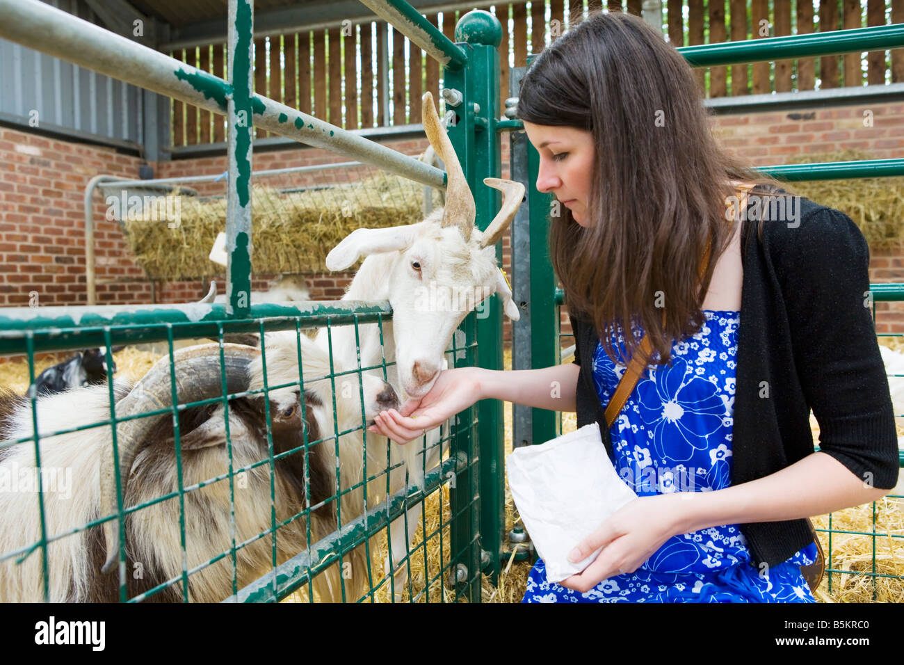 A young woman feeding animals on a farm Stock Photo - Alamy