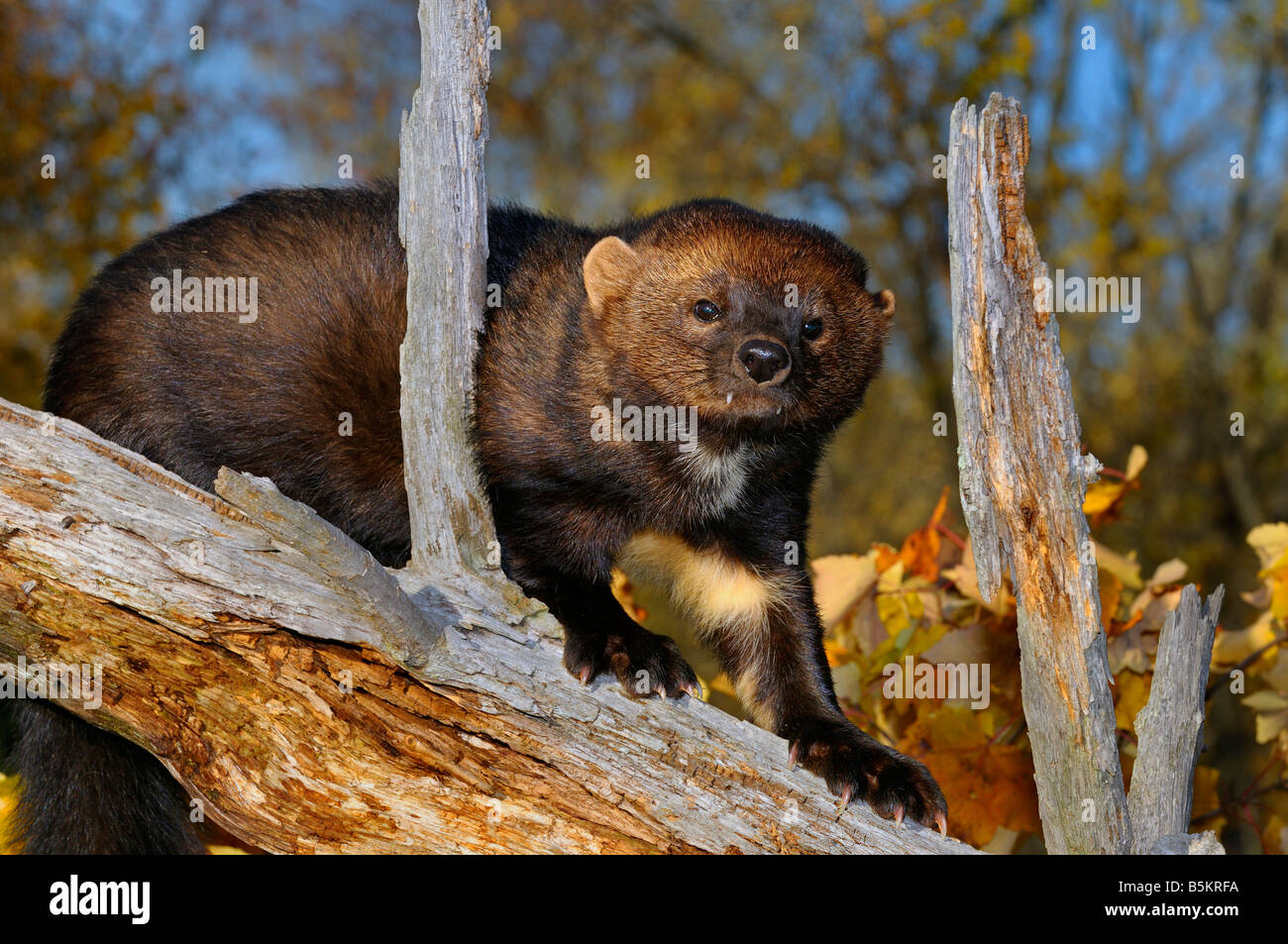 Staring North American Marten or Fisher climbing down a tree stump in the Fall showing white chest markings Pekania pennanti Minnesota USA Stock Photo