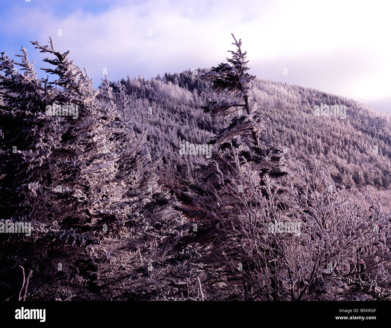 Iced summit trees on Blue Ridge Parkway Mount Mitchell State Park North