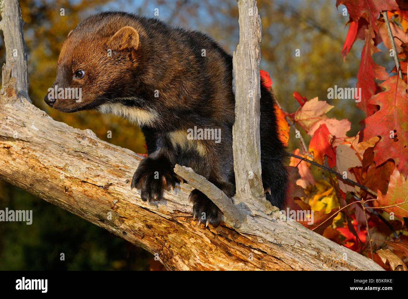 Fisher or North American Marten climbing on a dead tree stump with red