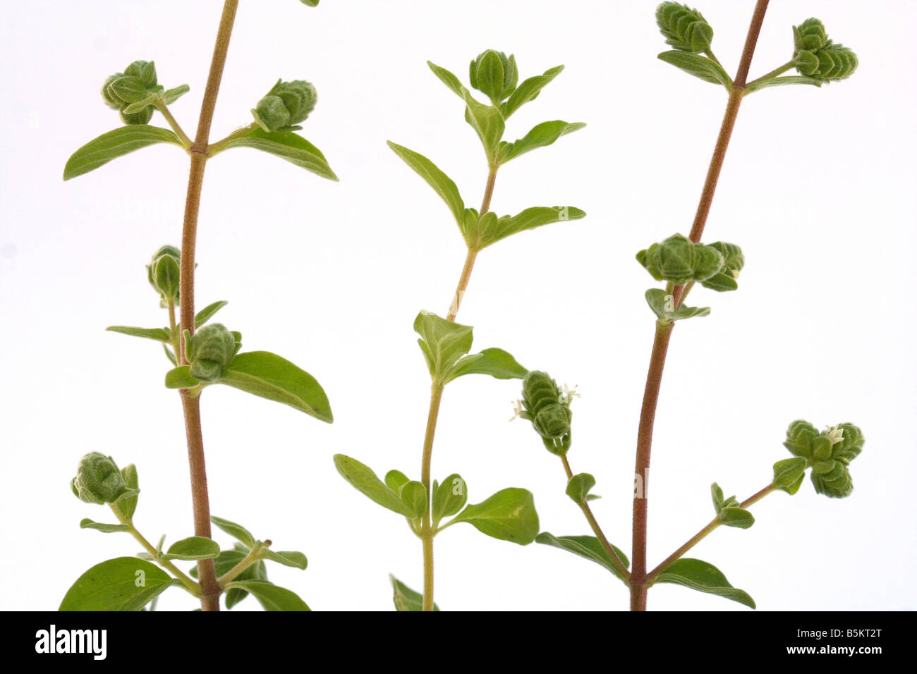 Marjoram Origanum majorana Stock Photo Alamy
