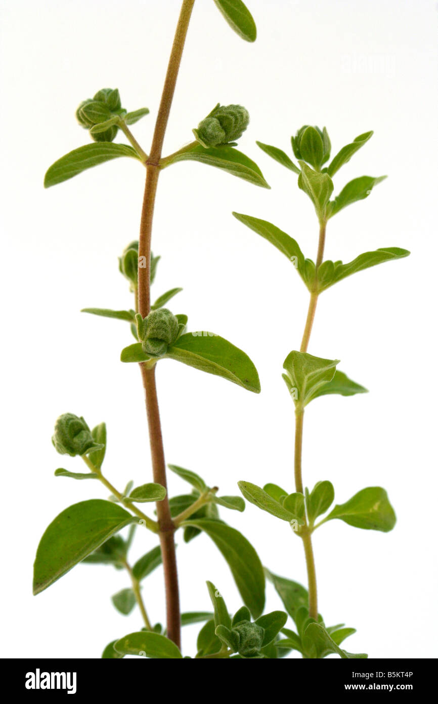 Marjoram Origanum majorana Stock Photo Alamy