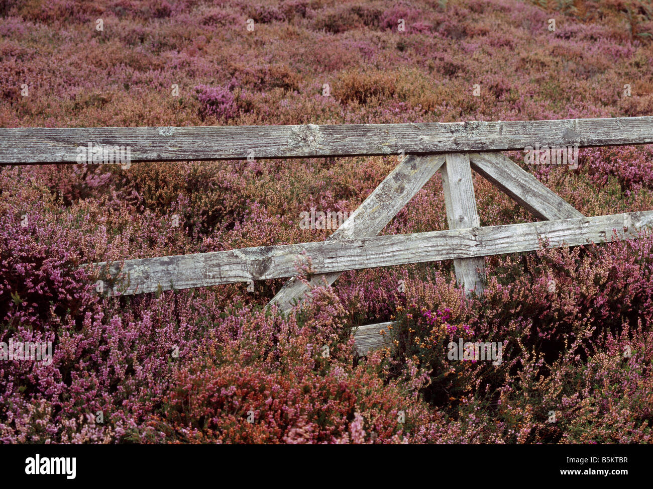 Old wooden gate overgrown with heather. Isle of Arran, North Ayrshire, Scotland, UK. Stock Photo