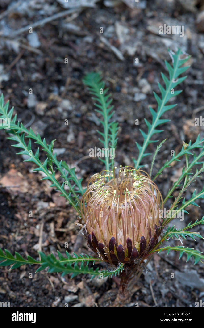 Couch Honeypot Dryandra lindleyana now Banksia dallanneyi flowers Chidlow Western Australia September Stock Photo