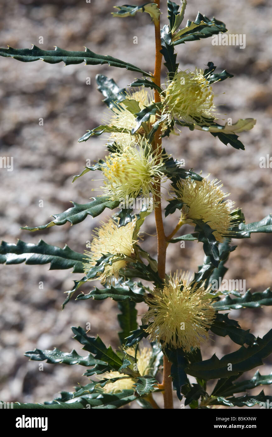 Pingle (Banksia squarrosa var. squarrosa) flowers and leaves Chidlow Western Australia September Stock Photo
