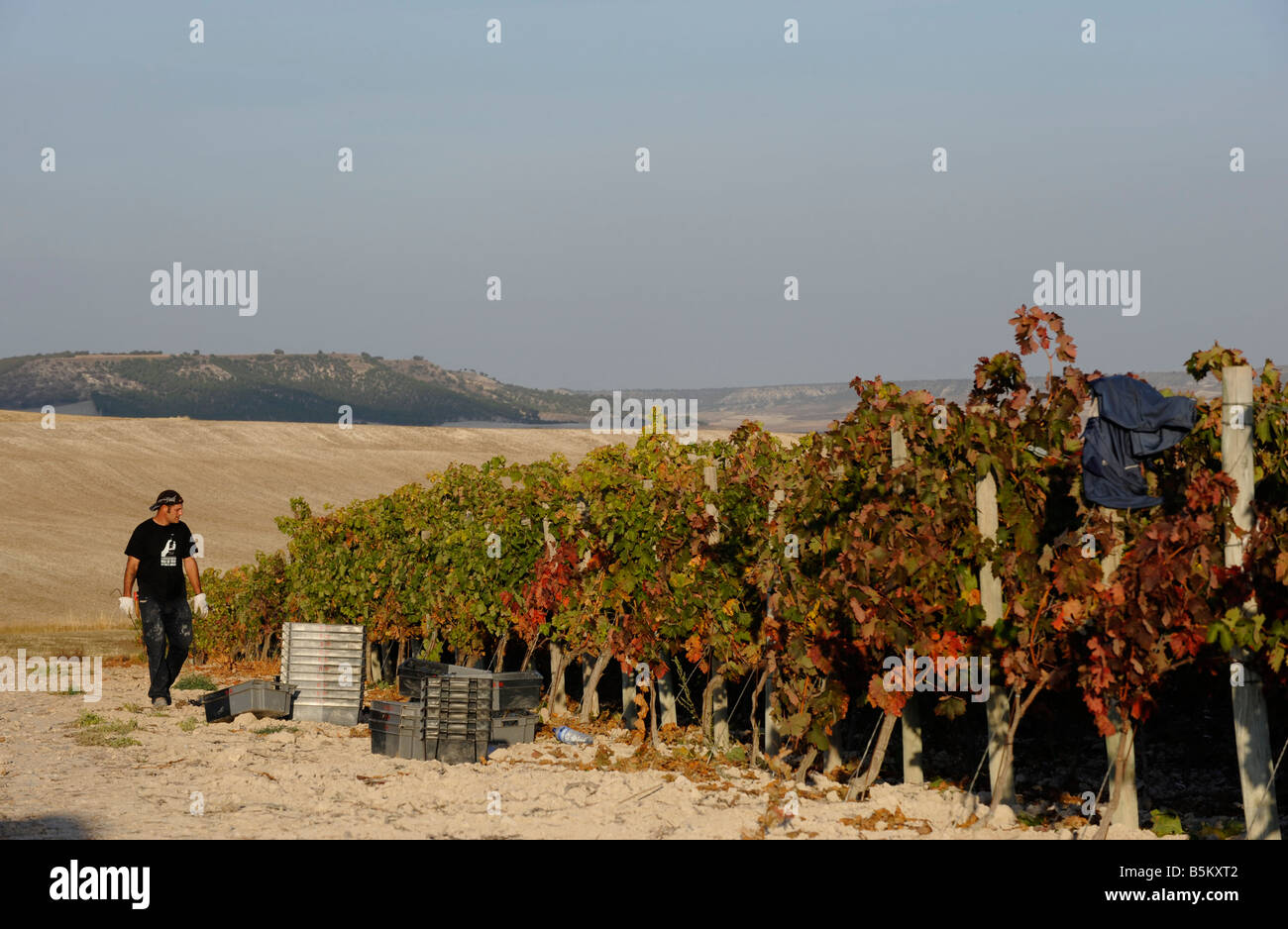 The wine harvest or Vendimia at the Mauro vineyard in Tudela del Duero