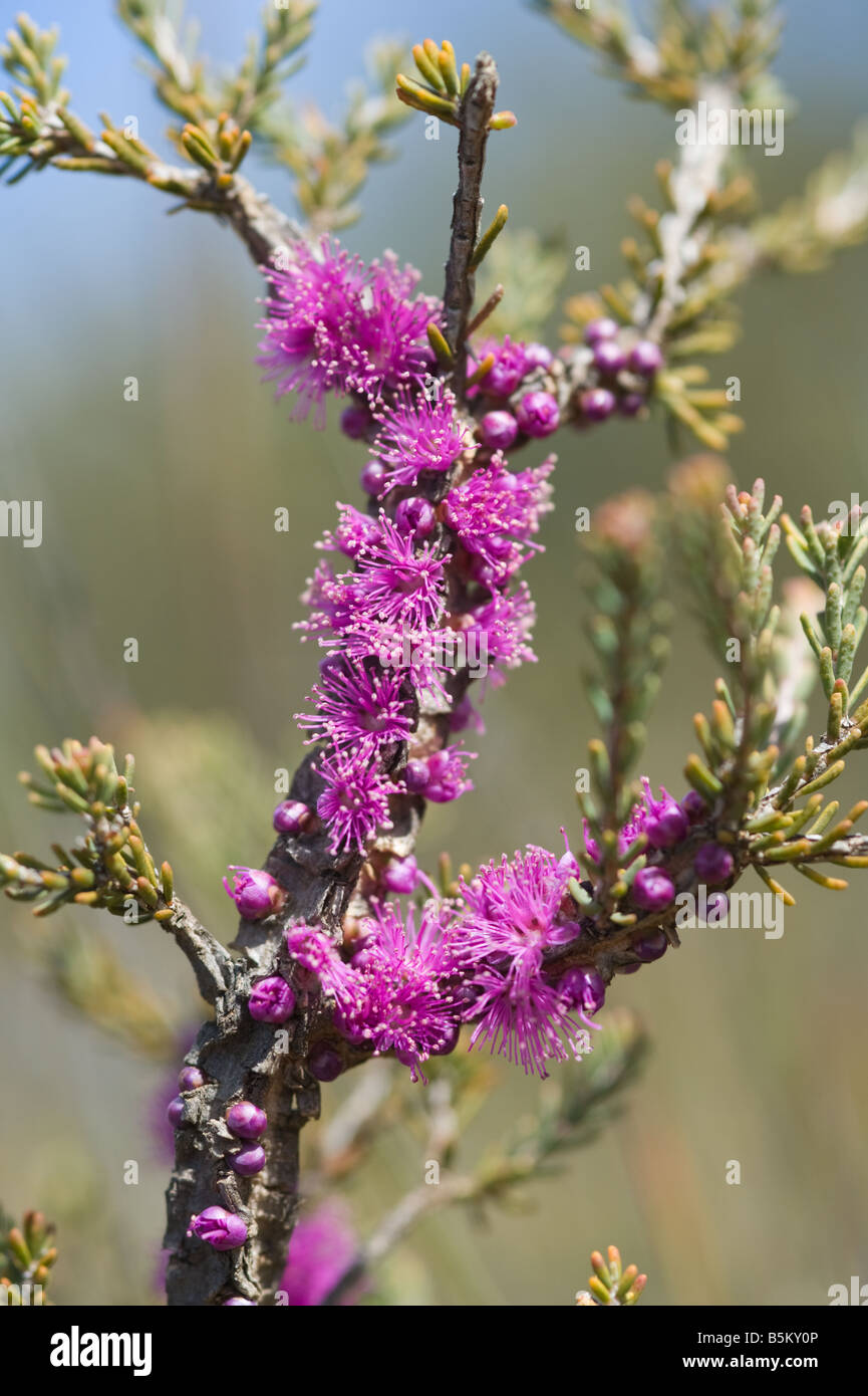 Melaleuca suberosa hi-res stock photography and images - Alamy