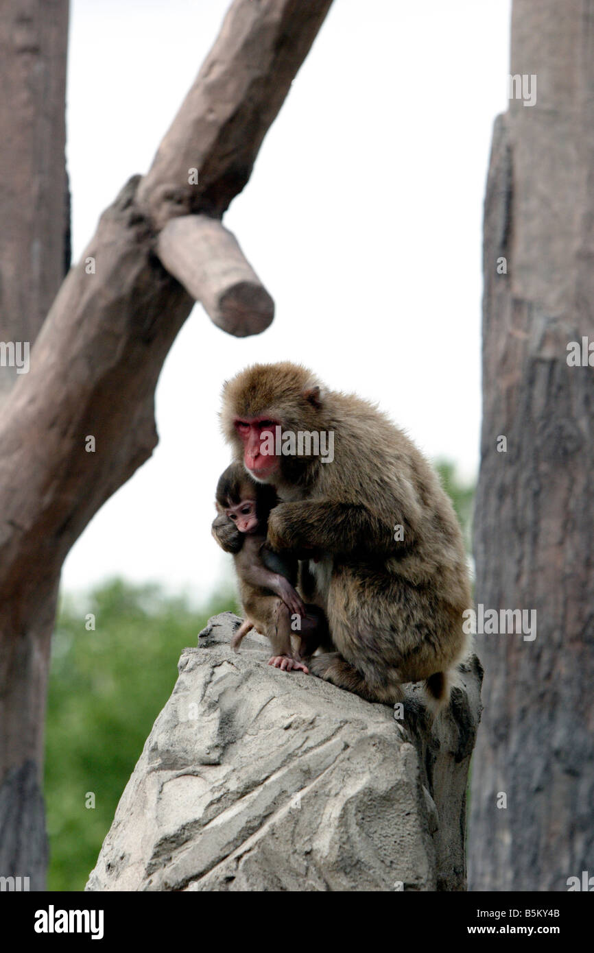 Japanese monkeys in Asahiyama Zoo Hokkaido Japan Stock Photo Alamy