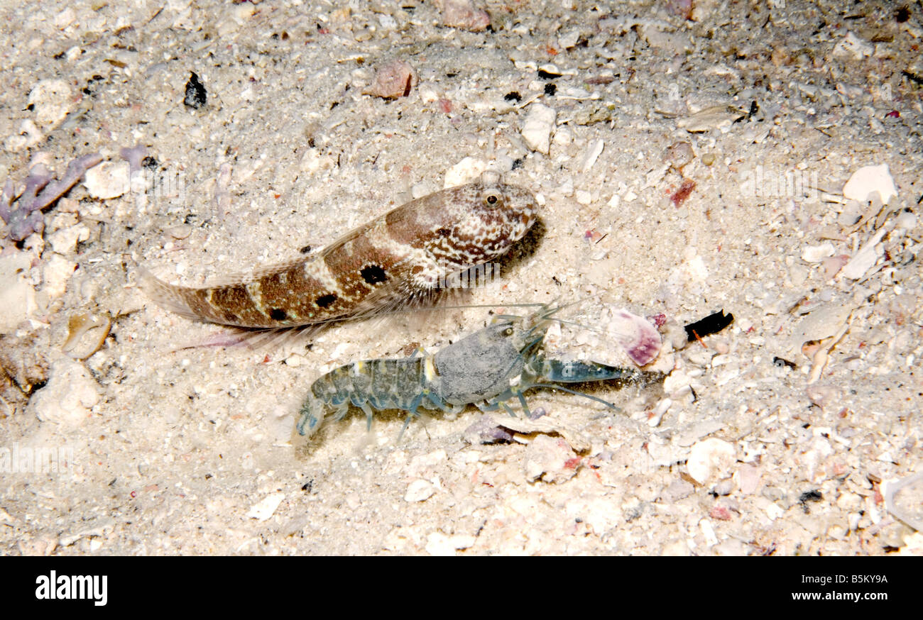 Target Shrimp, Cryptocentrus strigilliceps, with attendant Alpheid or Snapping Shrimp, Alpheus sp. Stock Photo