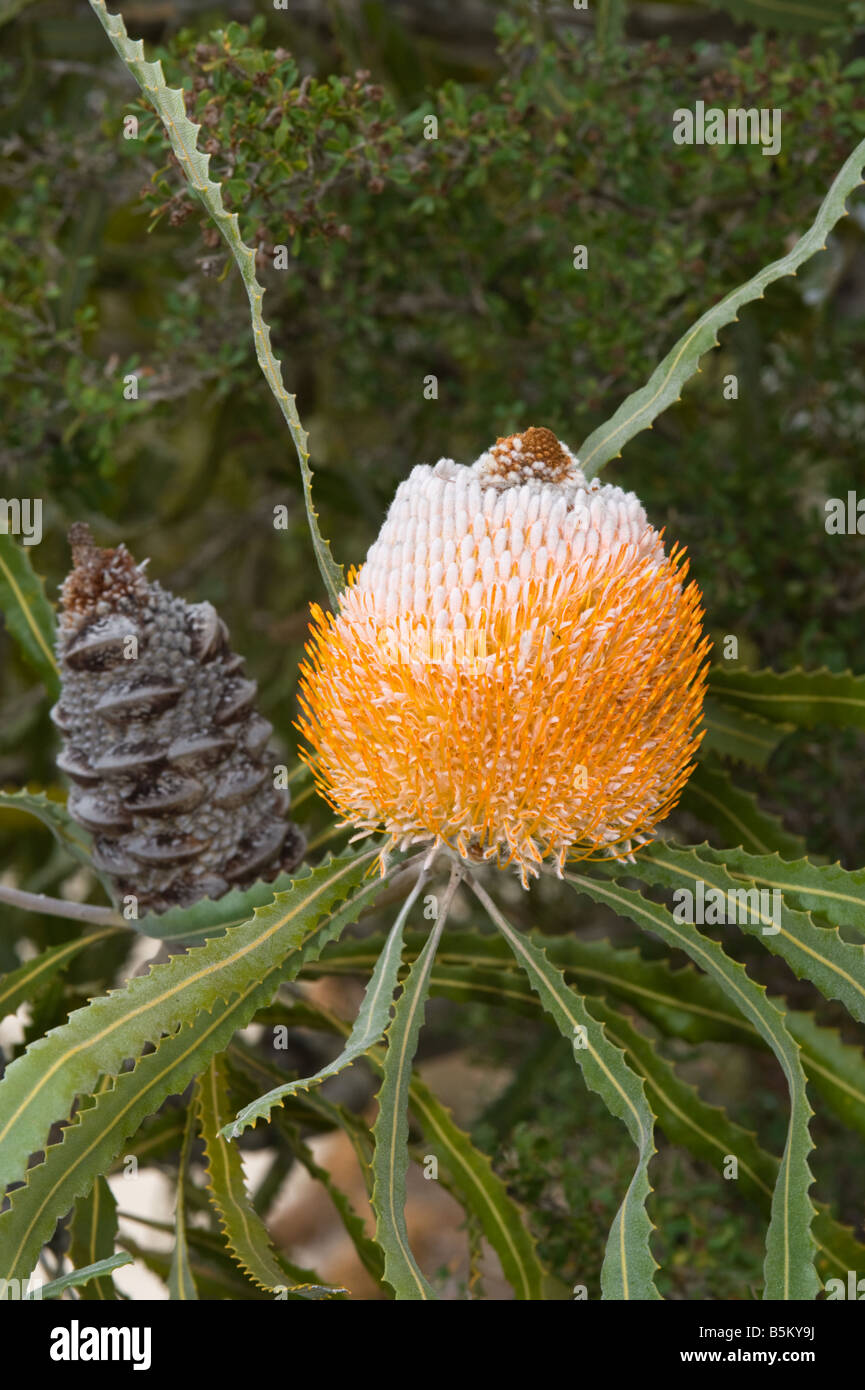 Acorn or Orange Banksia (Banksia prionotes) Inflorescence in flower and old fruiting cone Stirling Range National Park Stock Photo
