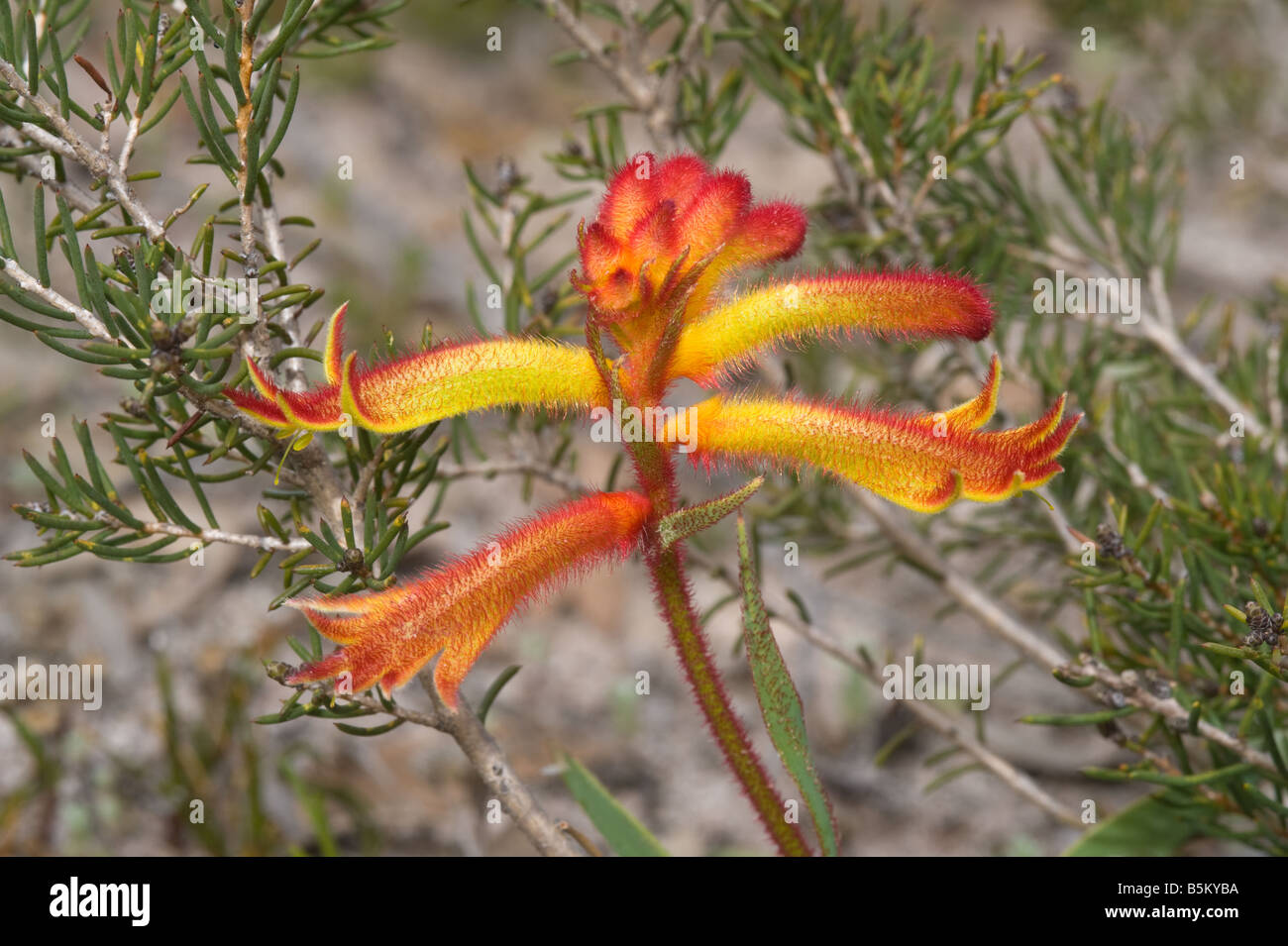 Cat's Paw (Anigozanthos humili) flowering Stirling Range National Park Western Australia September Stock Photo