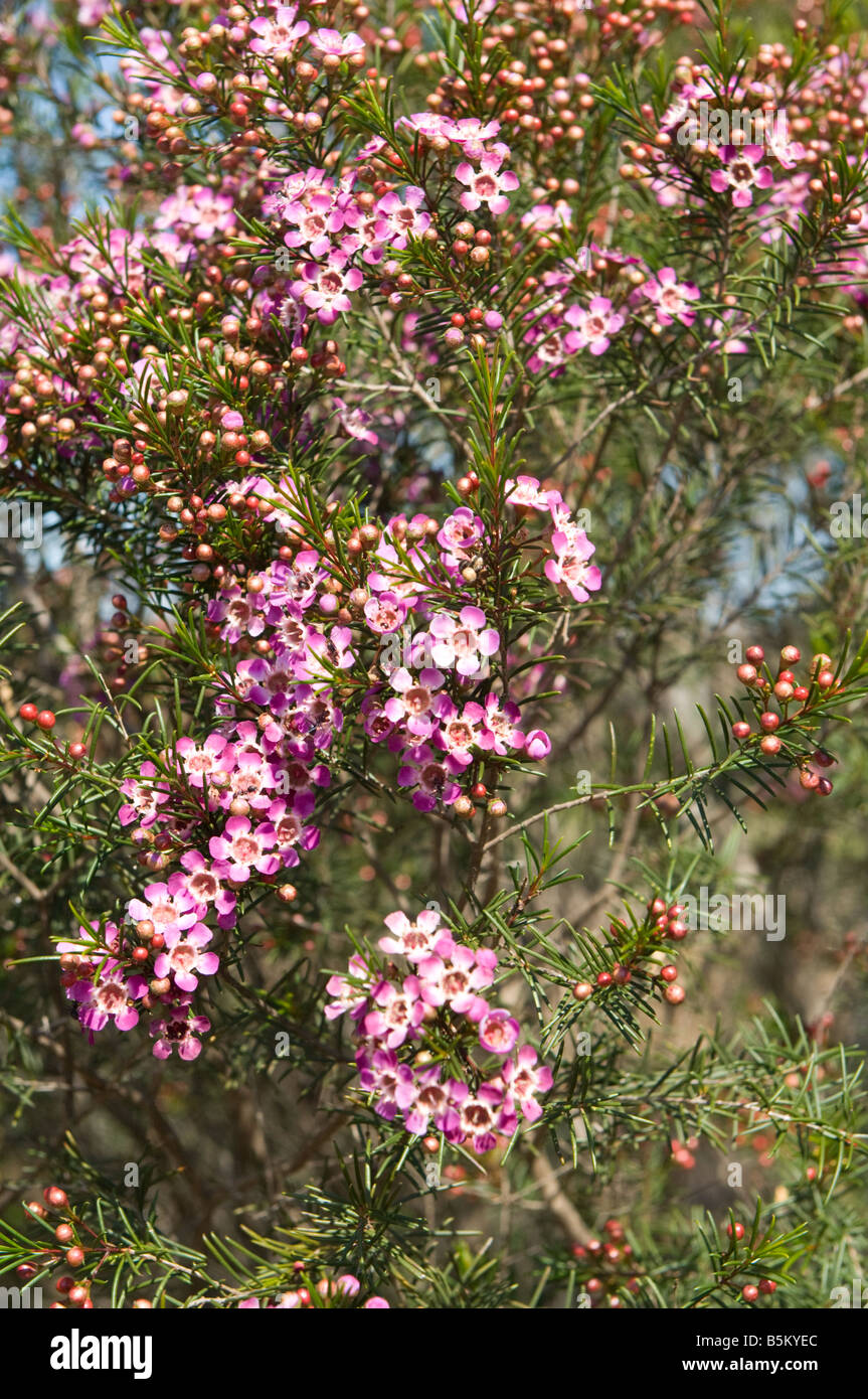 Geraldton Wax Chamelaucium uncinatum in bloom Wagin Western Australia September Stock Photo