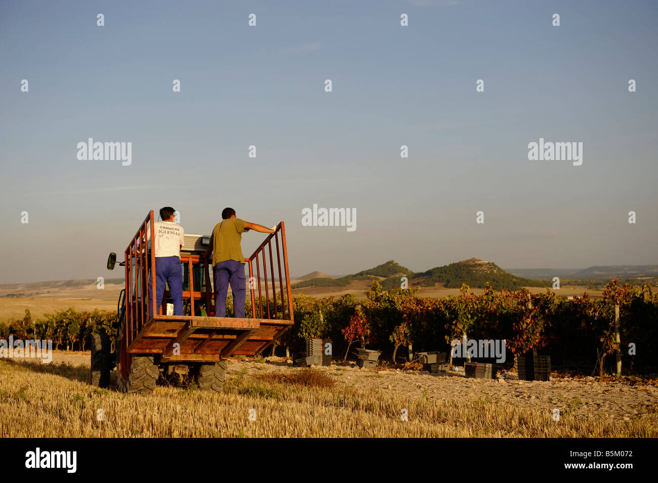 The wine harvest or Vendimia at the Mauro vineyard in Tudela del Duero Castilla y Leon Spain Stock Photo