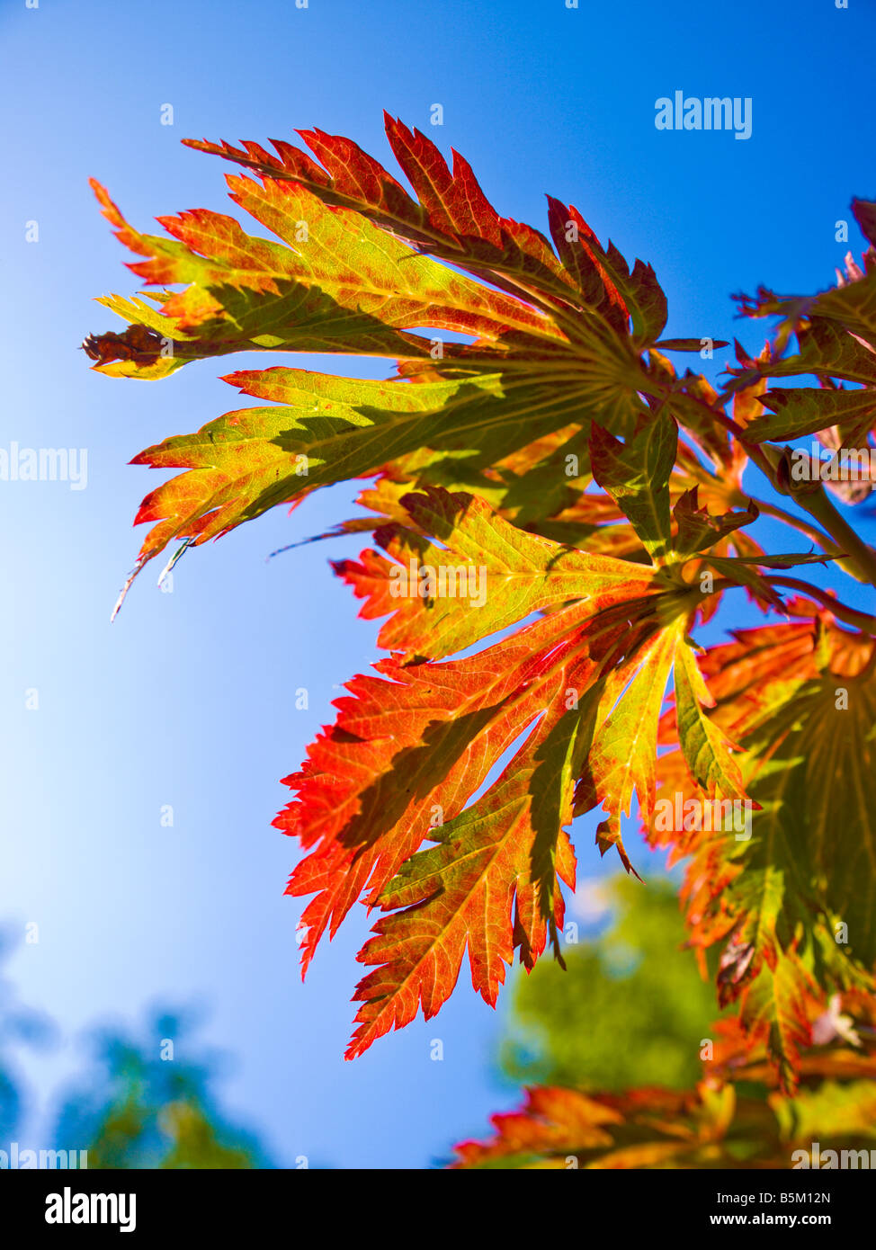 Autumn leaves and blue sky Stock Photo
