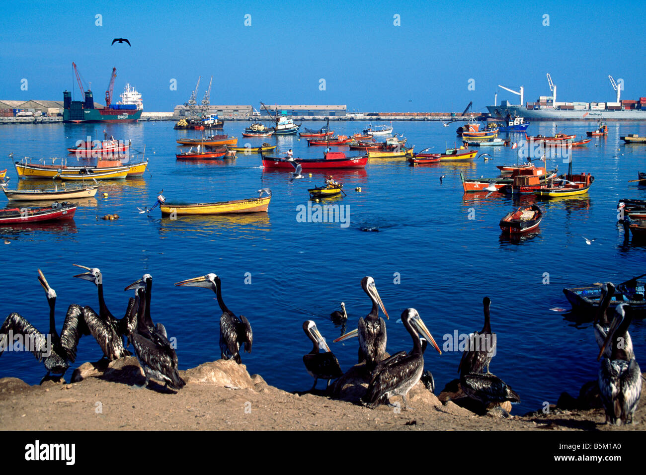 Pelicans Arica Chile Stock Photo
