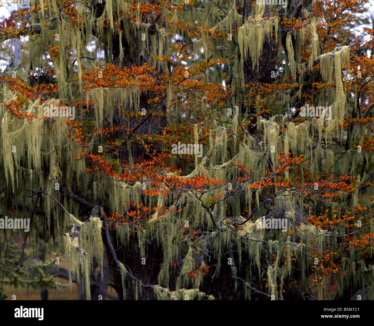 Lichens Fireland Chile Stock Photo