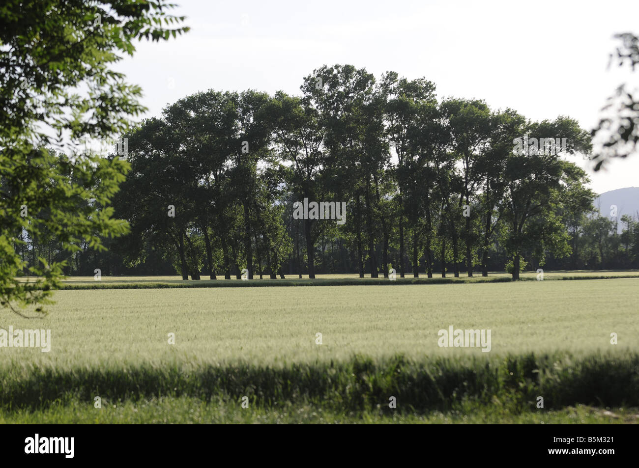 group of trees, grove Stock Photo Alamy