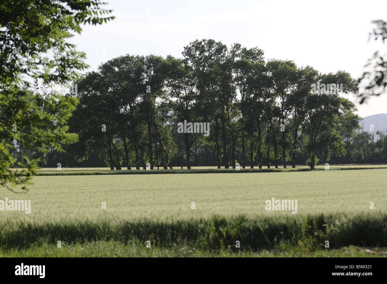 group of trees, grove Stock Photo