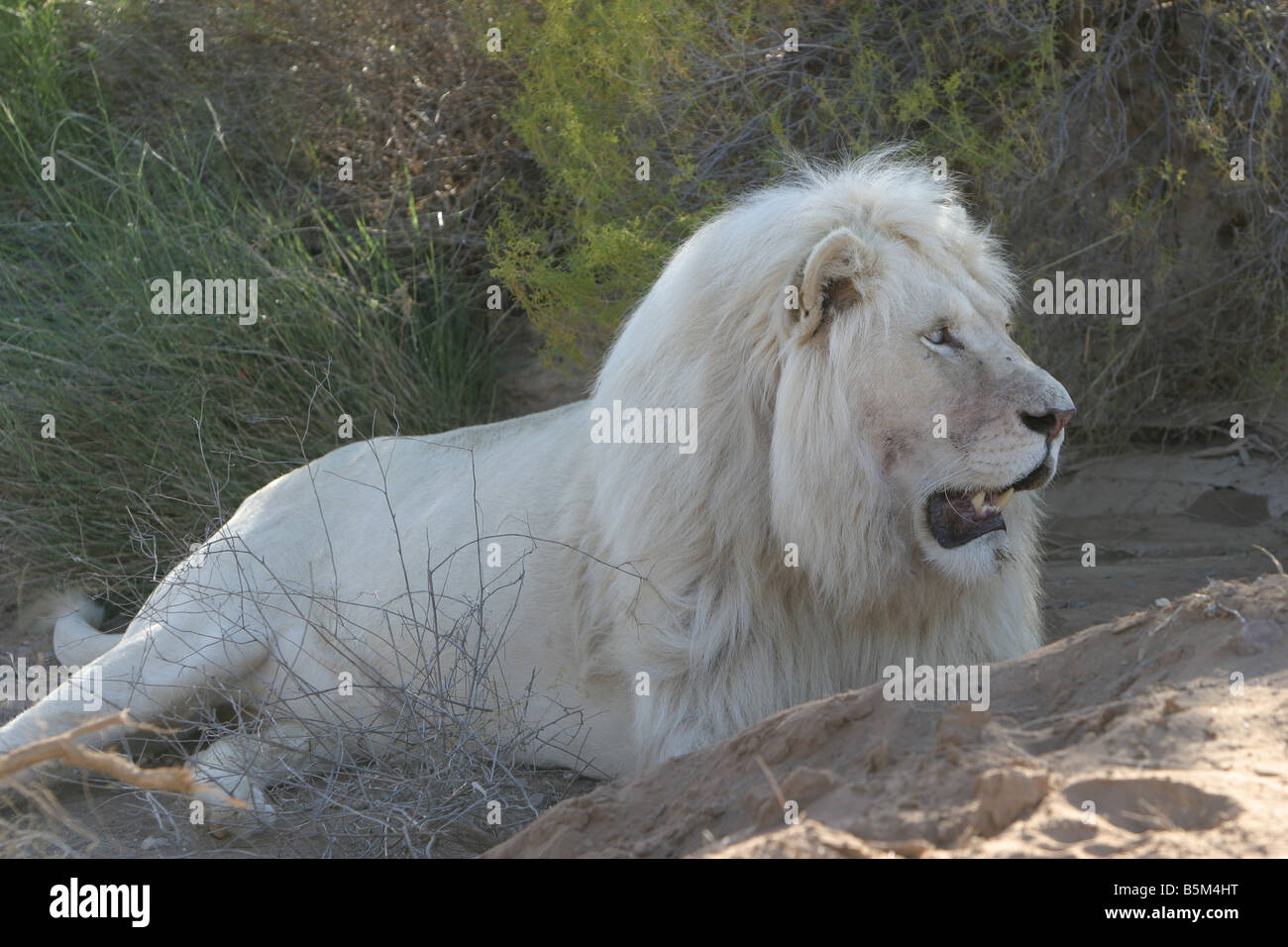 White lion male hi-res stock photography and images - Alamy