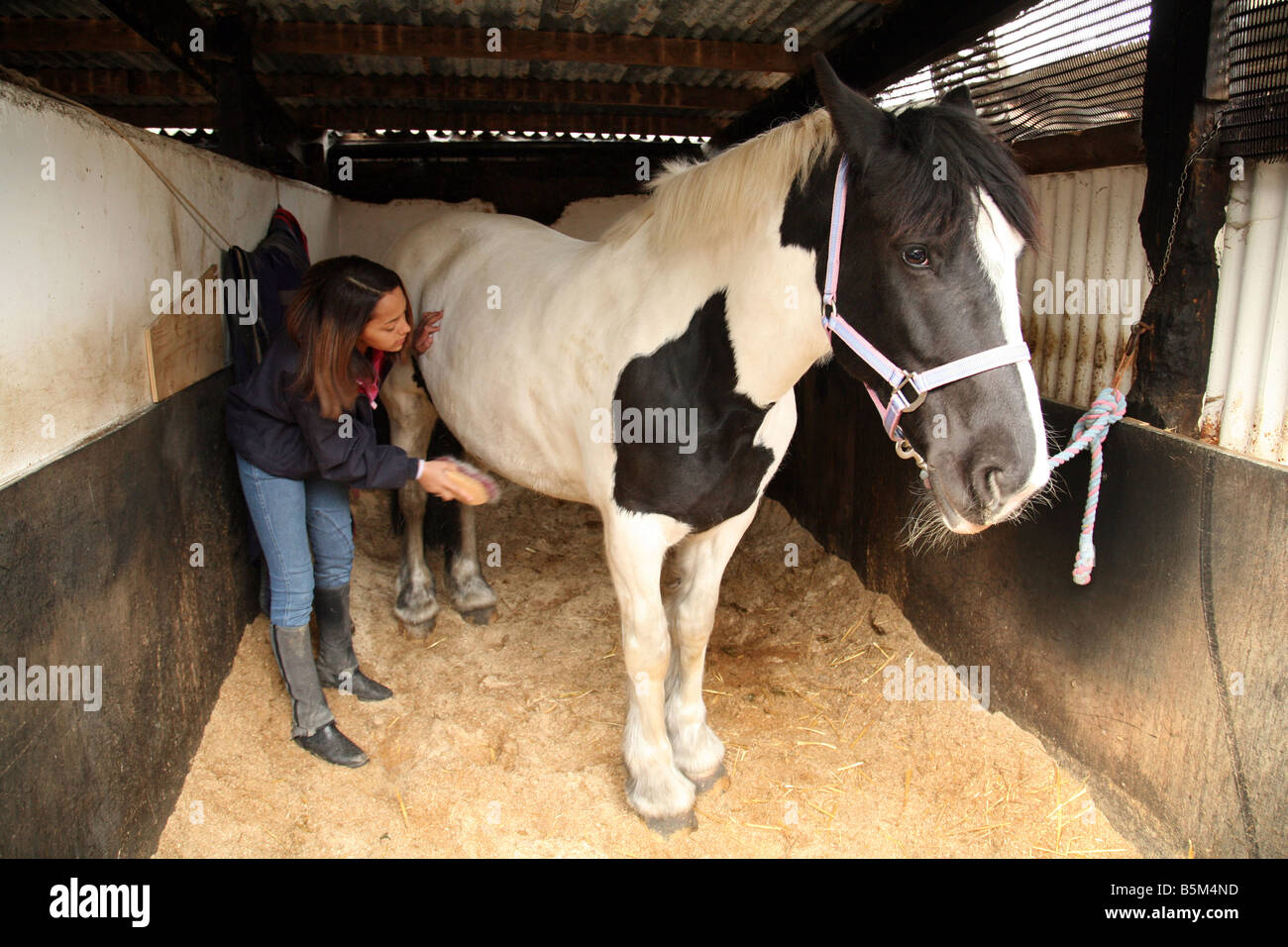 Woman grooms horse UK; A teenage girl grooming her pet horse in the