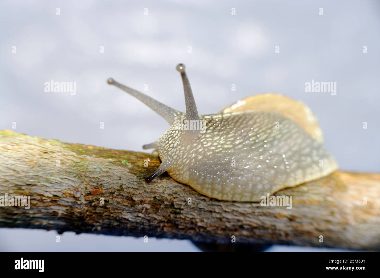 [Garden Snail] [Helix aspersa] Stock Photo