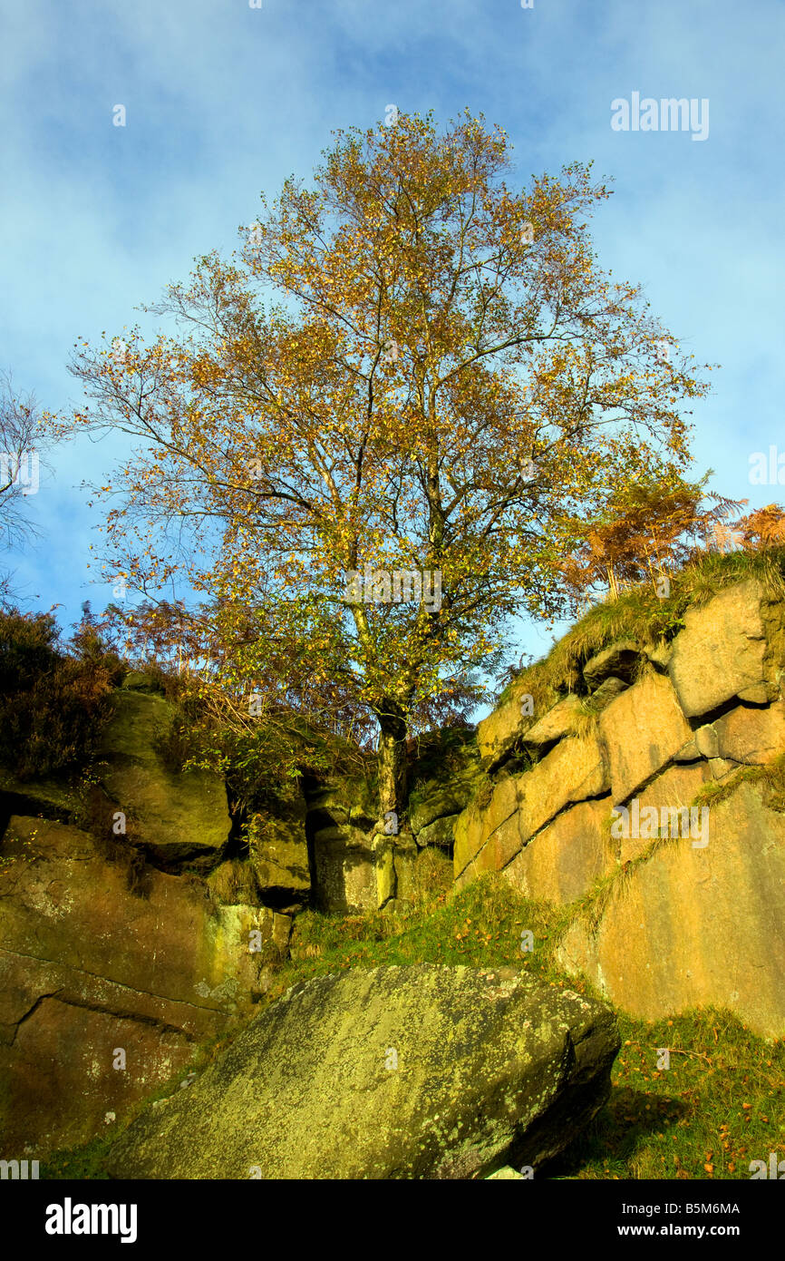 Derbyshire tree hi-res stock photography and images - Alamy