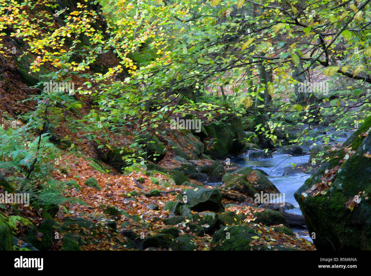 padley gorge in autumn colour with burbage brook in the english peak district Stock Photo