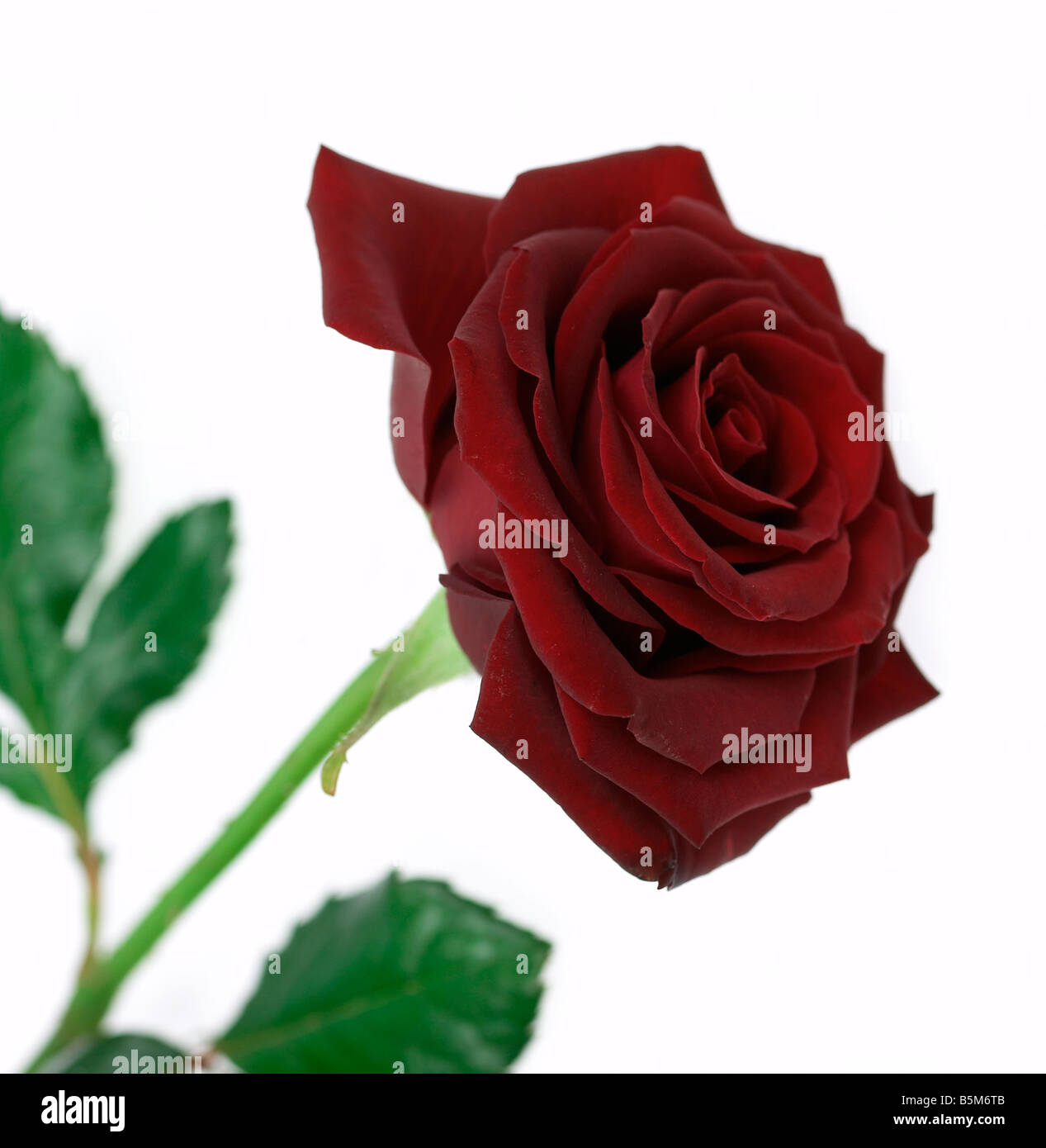 Single Red rose on white background Stock Photo