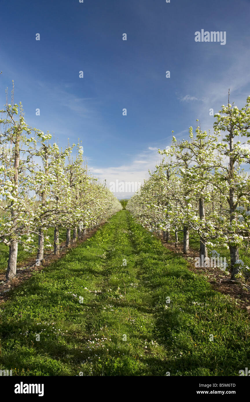 Pear Orchard with Spring Blossom Motueka Nelson Region South Island New Zealand Stock Photo