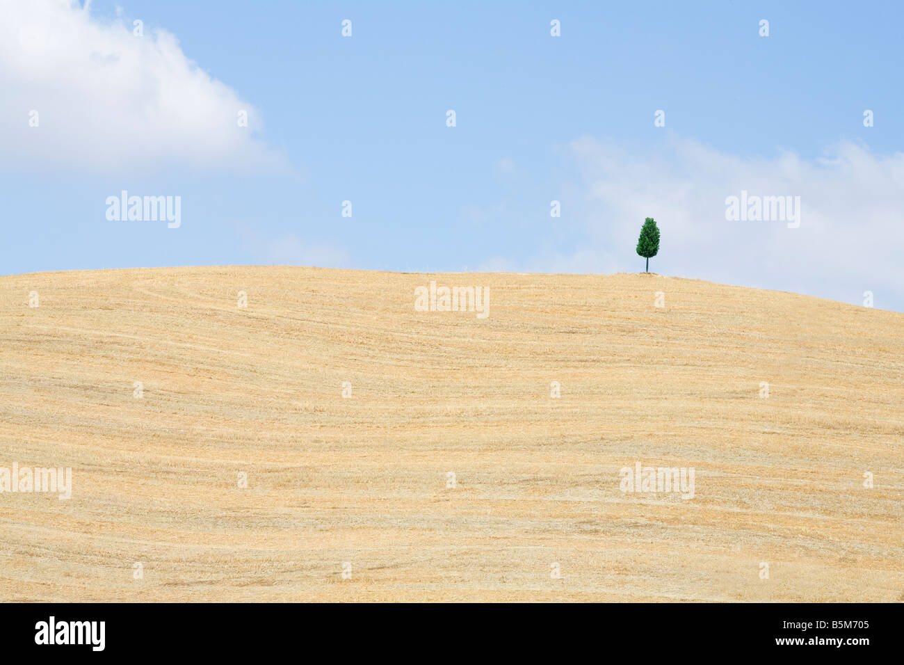 Solitary tree on a hilltop near Lucca, Tuscany, Italy Stock Photo