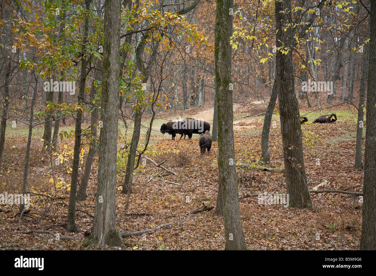 Bison in Fall Stock Photo - Alamy