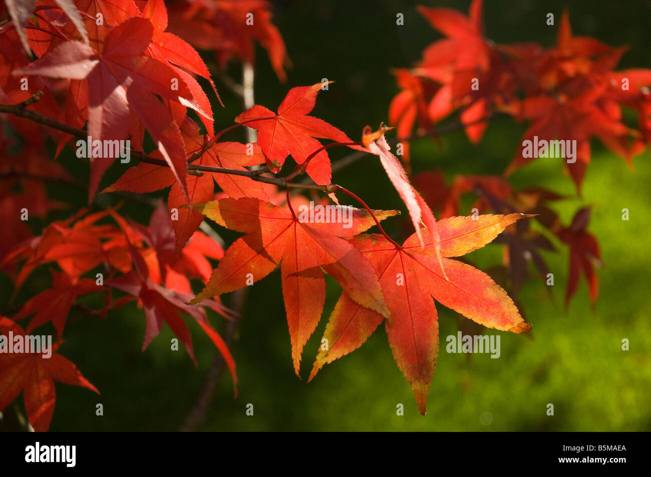 Acer shrub garden japanese maple hi-res stock photography and images ...