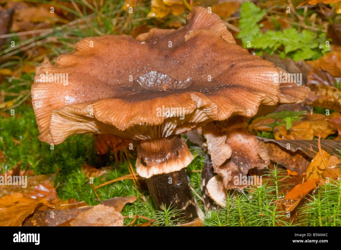 Large brown Honey Fungus toadstool found in forest area in the Elan Valley Powys Mid Wales Stock Photo