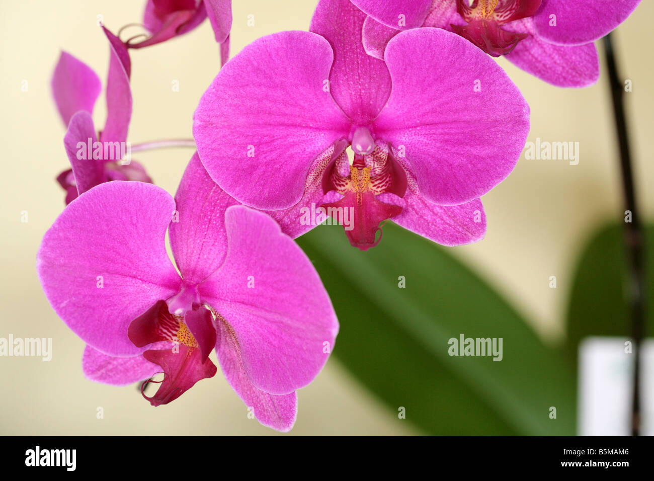 Phalaenopsis orchids from Panama in Central America. Stock Photo