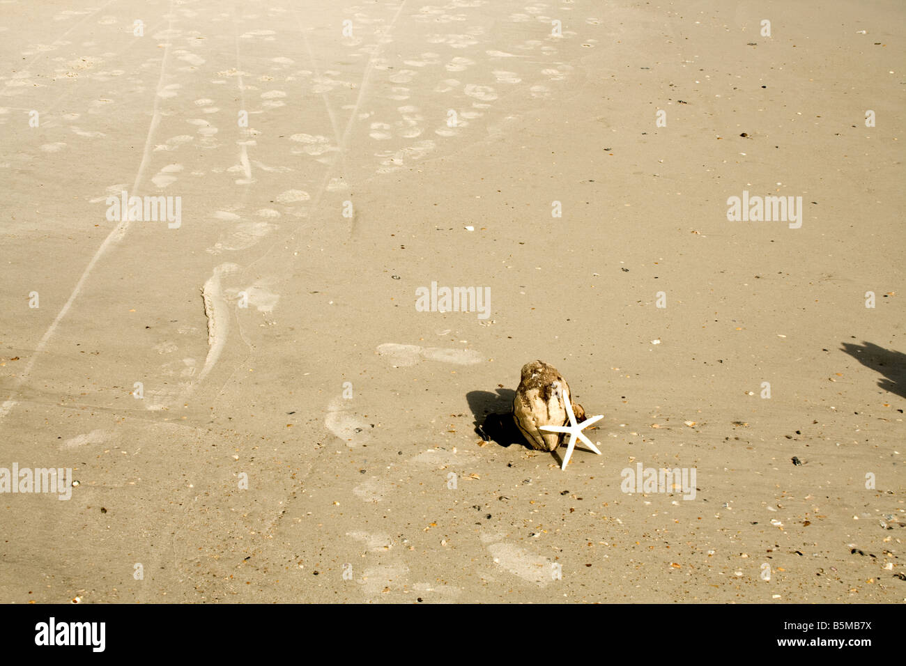 Coconut shell with a white starfish leaning on it with footprints in the sand in Jacksonville Beach, Florida Stock Photo