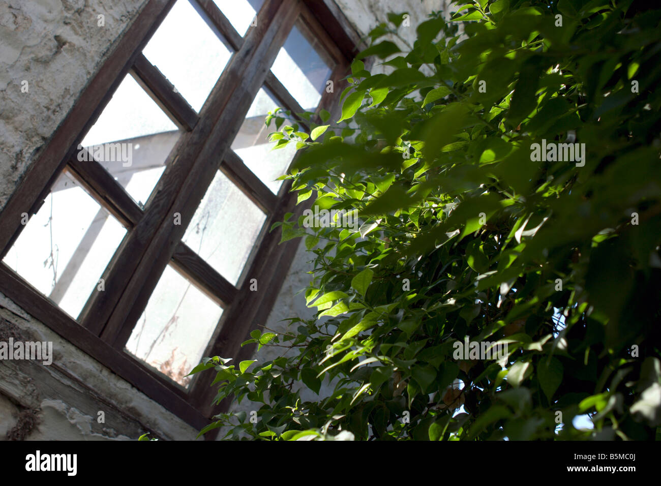 Sun light through window of abandoned house without roof falling on the green tree outside. Stock Photo