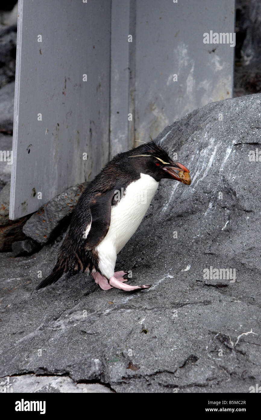 Snares Penguin Eudyptes robustus in Asahiyama Zoo Hokkaido Japan