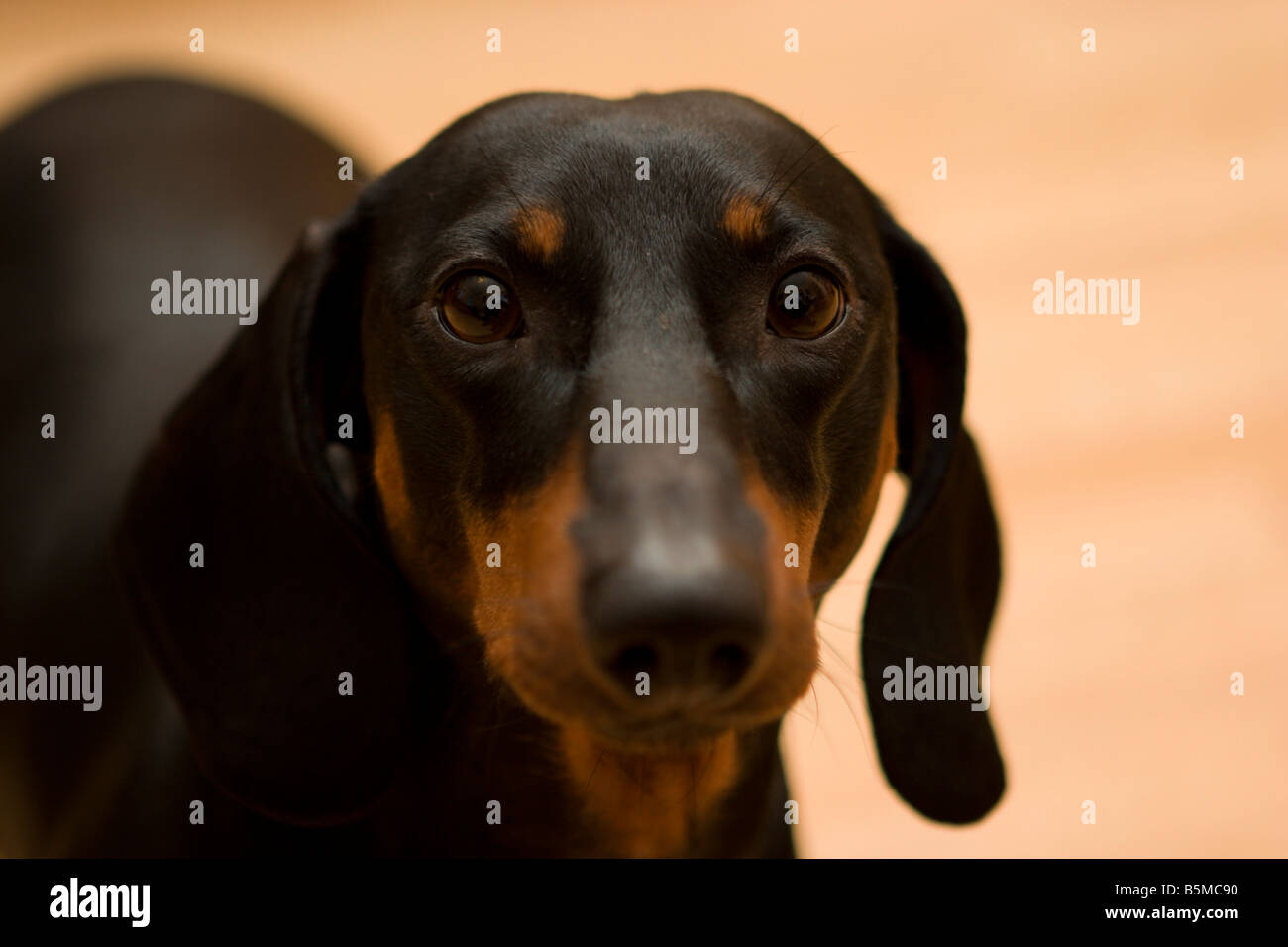 Badger-dog, dachshund closeup shot in with orange color background Stock Photo