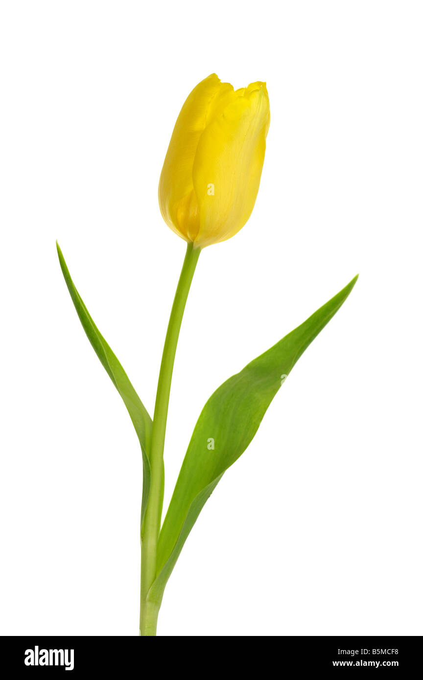 Single Yellow Tulip Flower Stock Photo Alamy