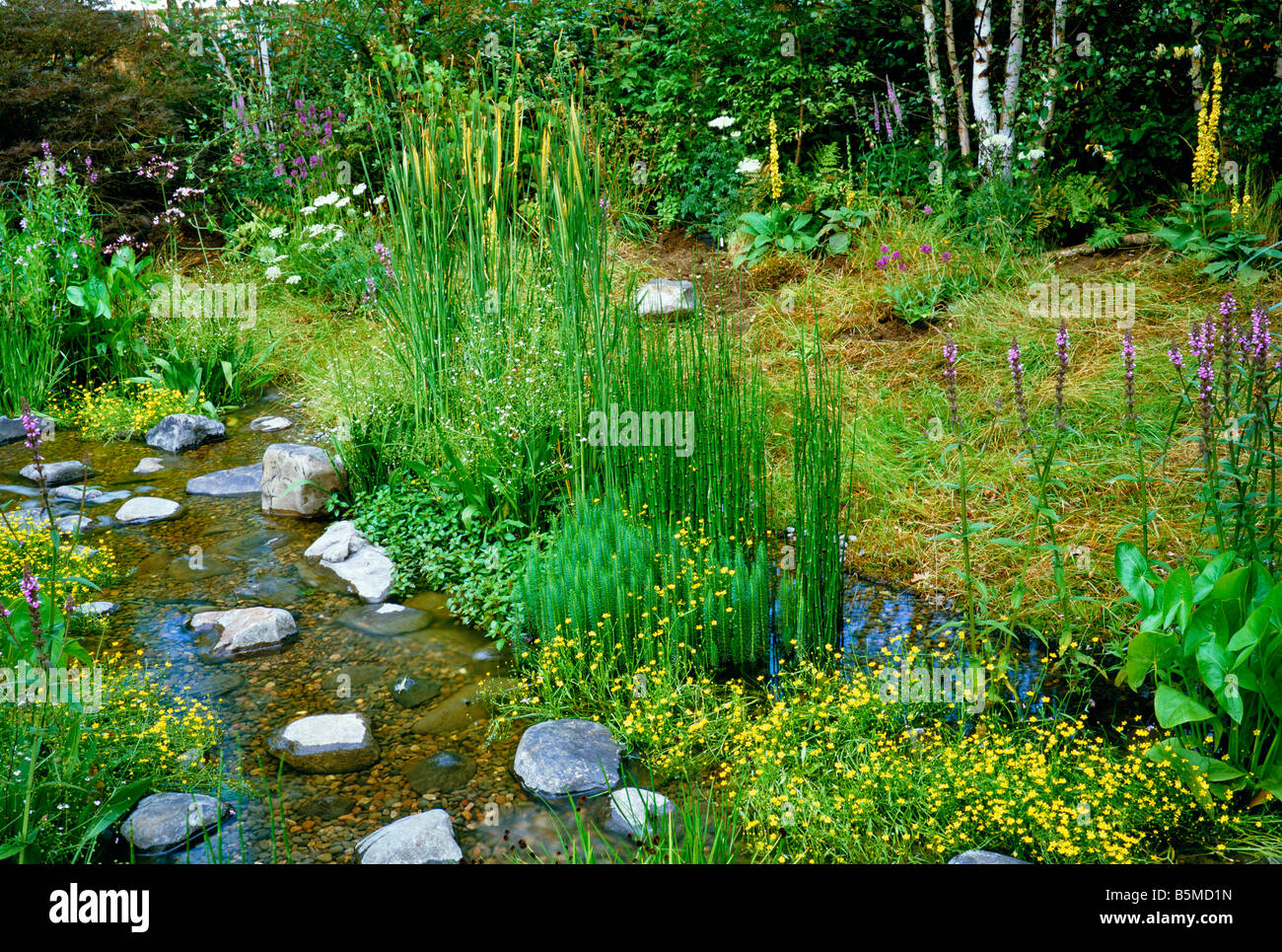 Water Garden with Natural Planting Stock Photo