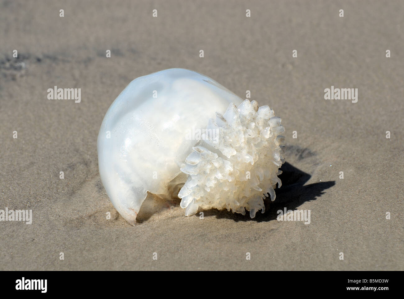 Jellyfish on the beach of Padre Island, south Texas USA Stock Photo