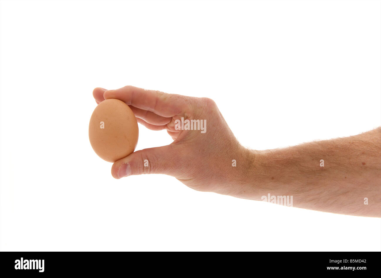 mans male right outstretched hand holding a chicken egg against a white background Stock Photo