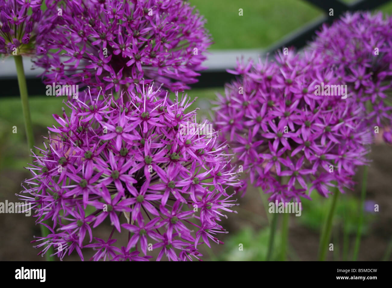 Purple globe flowers hires stock photography and images Alamy