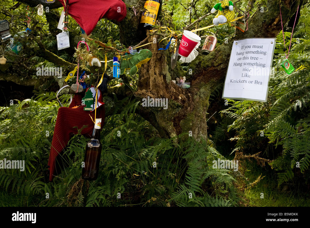Personal Items on a Fairy Tree, later cut down creating bad luck for the perpetrator,  Comeragh Mountains, County Waterford, Ireland Stock Photo