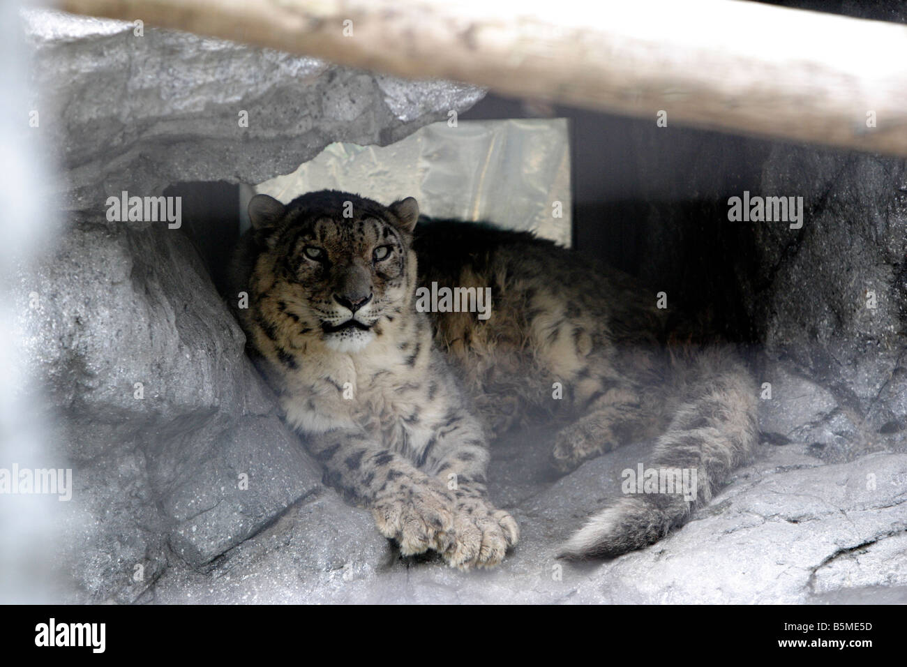 Snow leopard in Asahiyama Zoo Hokkaido Japan Stock Photo Alamy