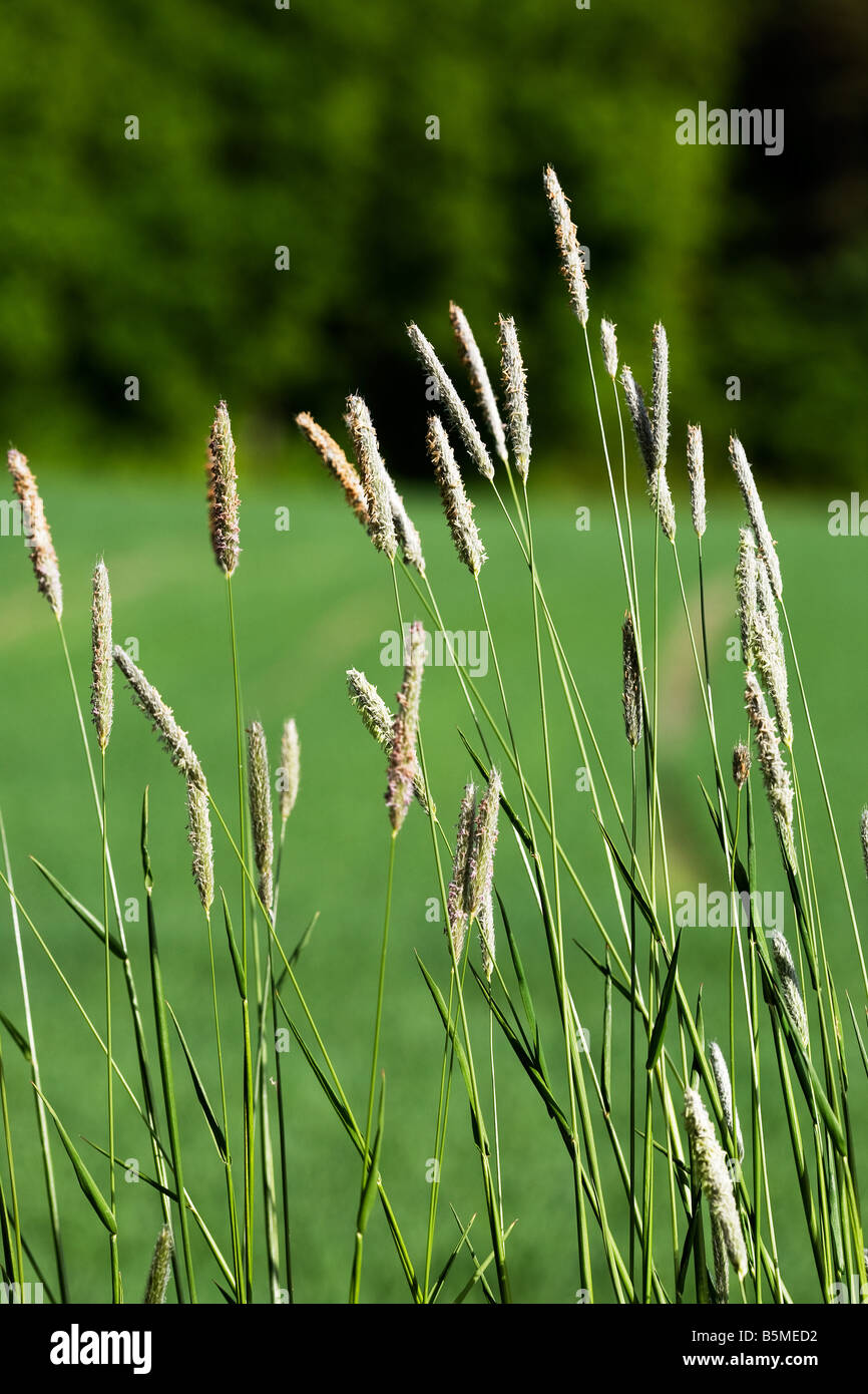 Wild grass on a green background Timothy grass Phleum pratense Stock